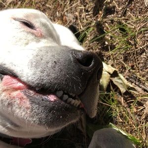 Meet your Posher, Abby